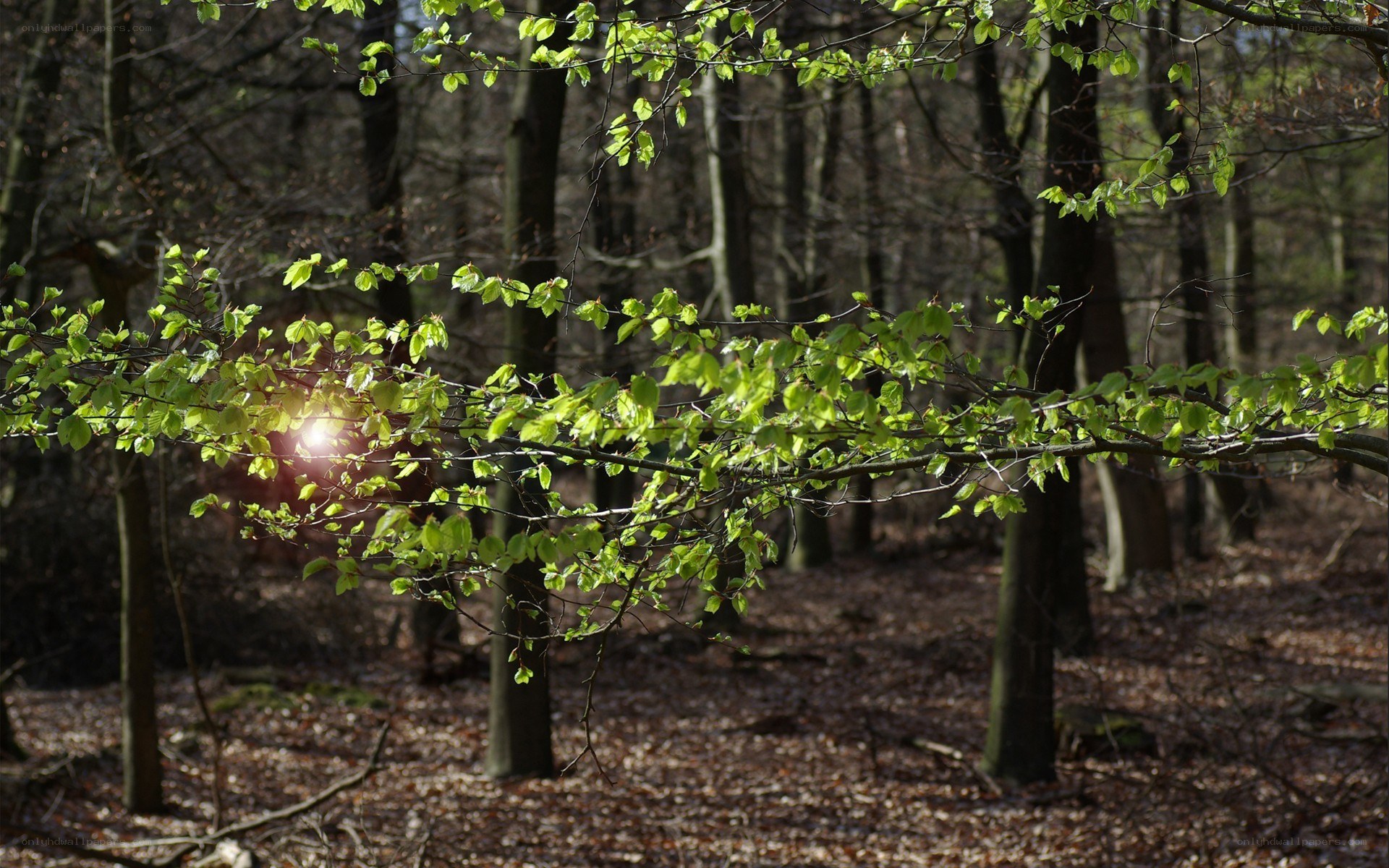 Sunlight through forest branches