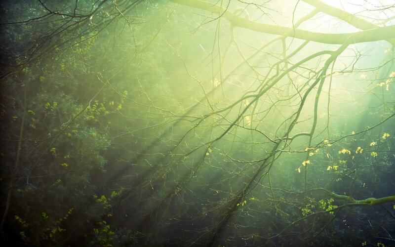Sunlight Through Forest Branches — Green, Serene, Morning, Photograph
