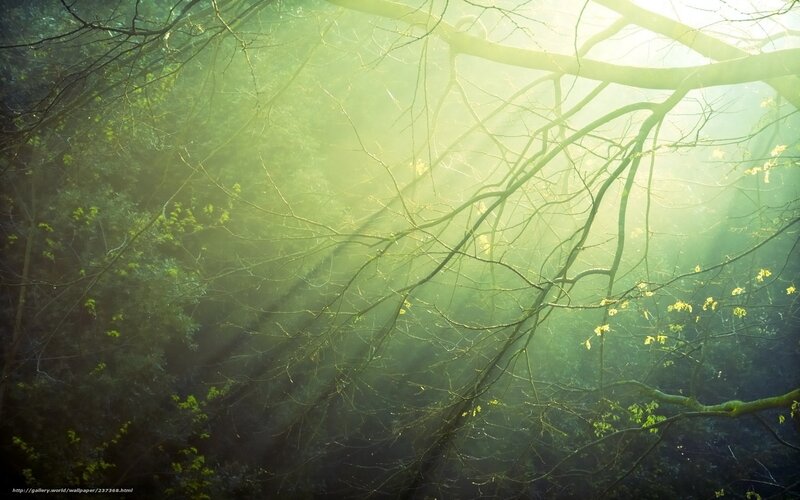 Sunlight Through Forest Branches — Green, Serene, Morning