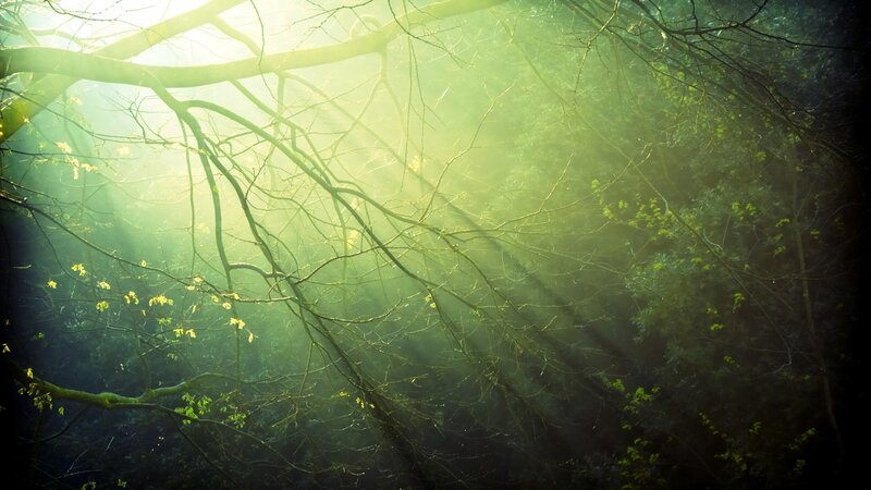 Sunlight Through Forest Branches — Green, Serene