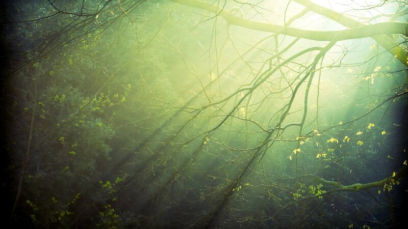 Sunlight Through Forest Branches — Serene