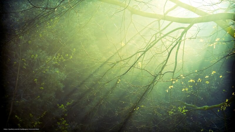 Sunlight through forest branches