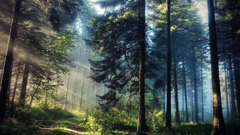Sunlight Through Forest — Brown, Blue