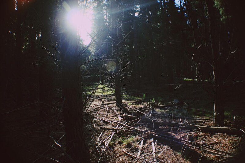 Sunlight Through Forest — Brown, Dramatic, Afternoon