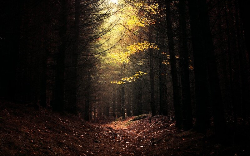 Sunlight Through Forest — Brown, Dramatic, Autumn, Photograph