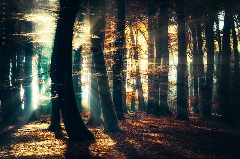 Sunlight Through Forest — Brown, Dramatic, Autumn, Photograph, Trees