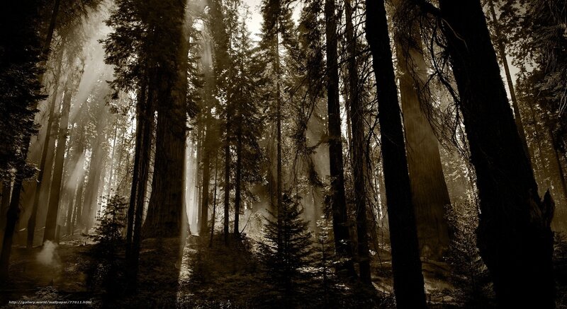 Sunlight Through Forest — Brown, Dramatic, Morning, Photograph
