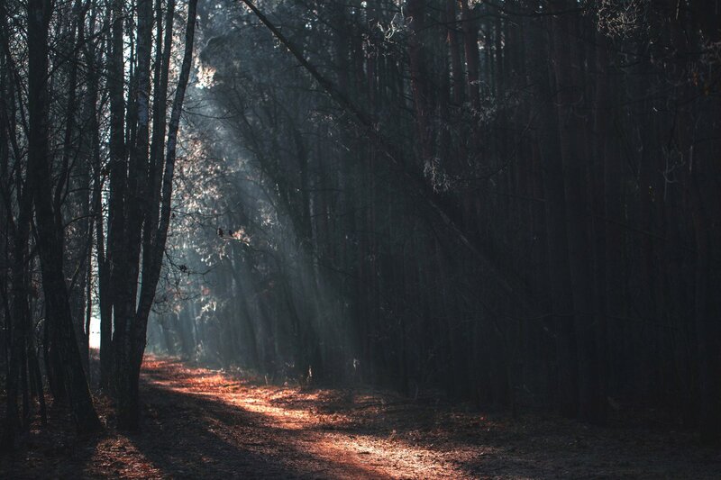 Sunlight Through Forest — Brown, Dramatic, Morning, Photograph, Trees, Path