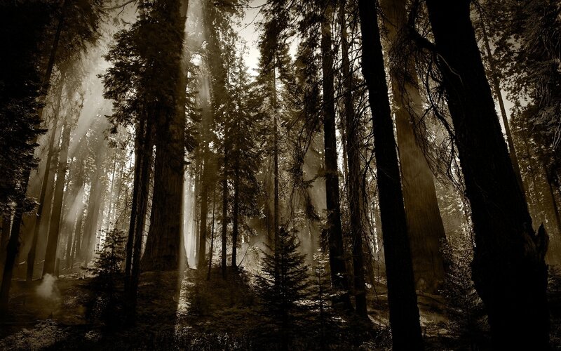 Sunlight Through Forest — Brown, Dramatic, Morning, Photograph, Trees, Sunbeams
