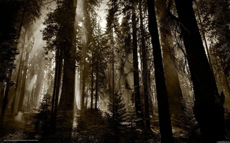 Sunlight Through Forest — Brown, Dramatic, Morning, Photograph, Trees