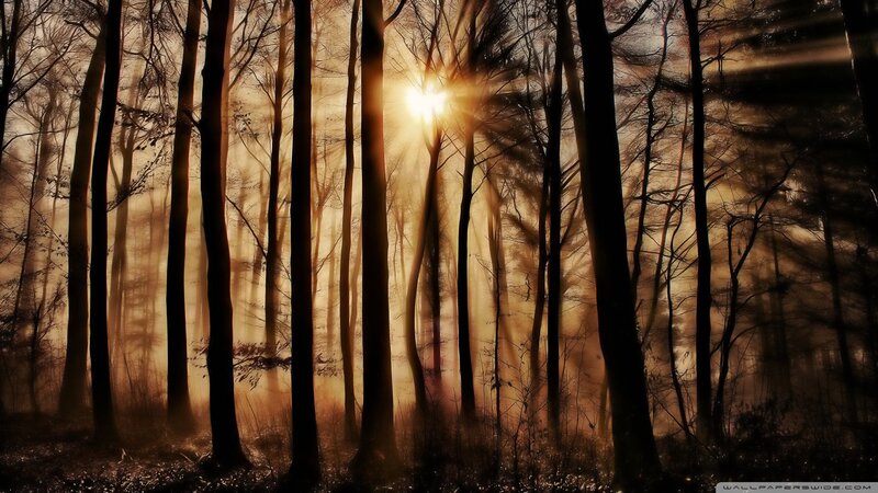 Sunlight Through Forest — Brown, Dramatic, Sunset