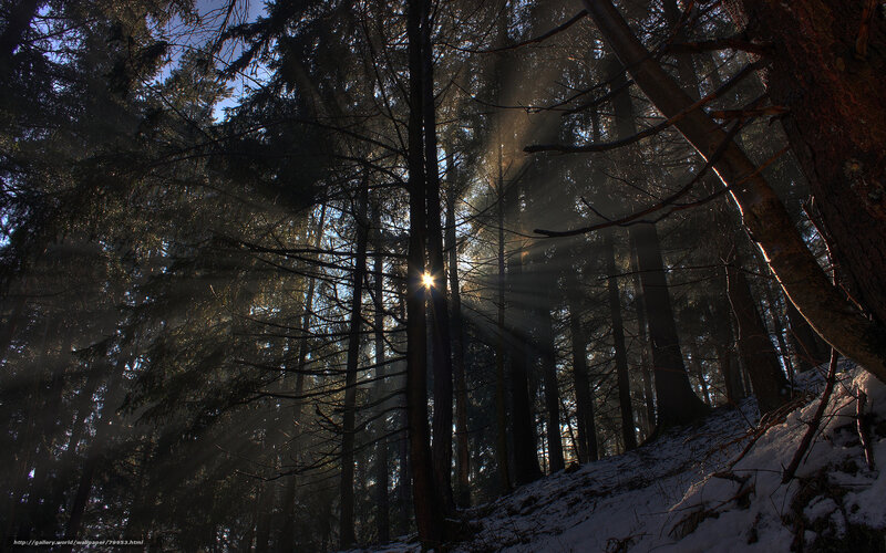 Sunlight Through Forest — Brown, Dramatic