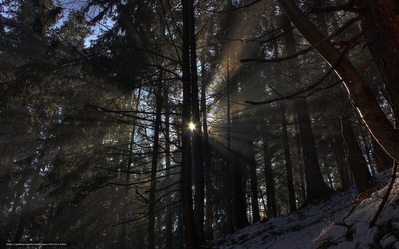 Sunlight Through Forest — Brown, Dramatic, Winter