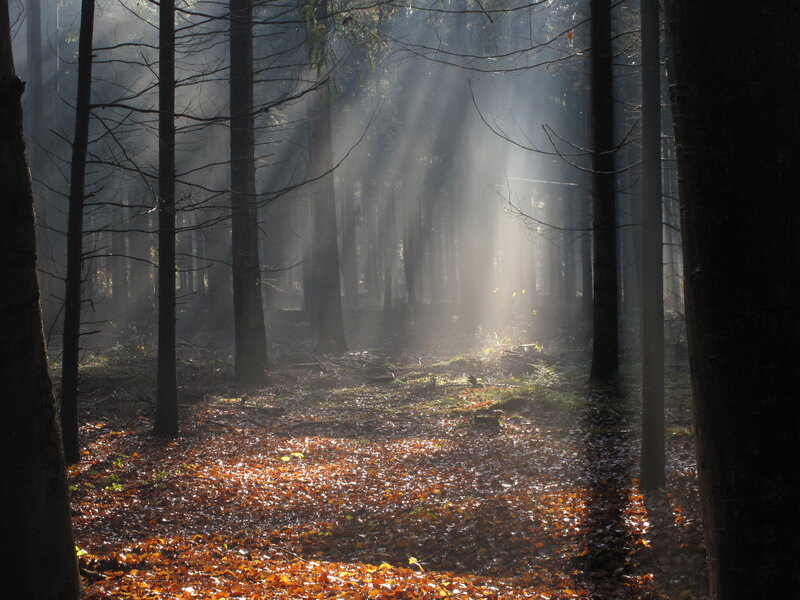 Sunlight Through Forest — Brown, Serene, Autumn, Photograph