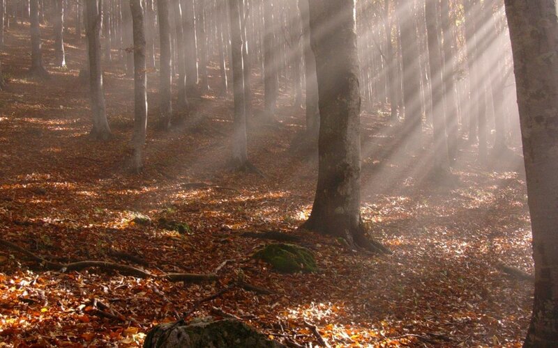 Sunlight Through Forest — Brown, Serene, Autumn, Photograph, Trees, Fallen Leaves