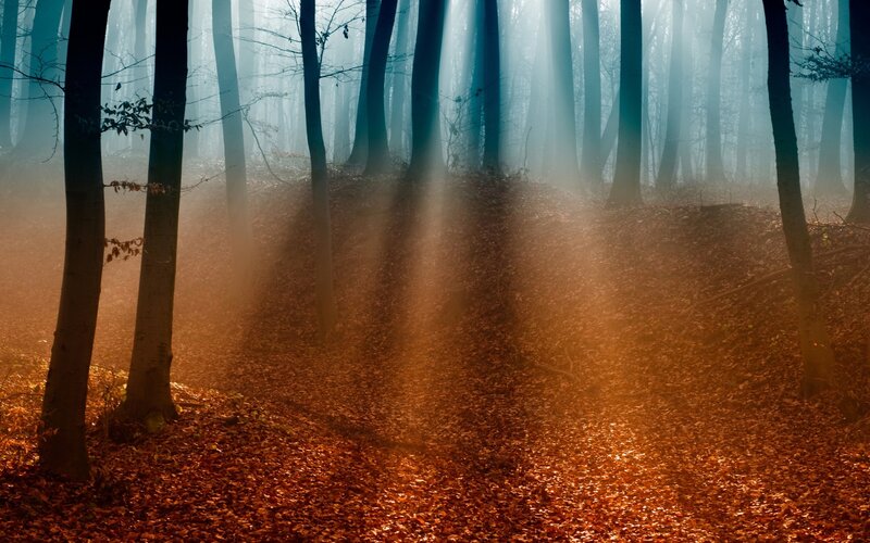 Sunlight Through Forest — Brown, Serene, Autumn, Photograph, Trees, Fog, Leaves, Orange, Blue