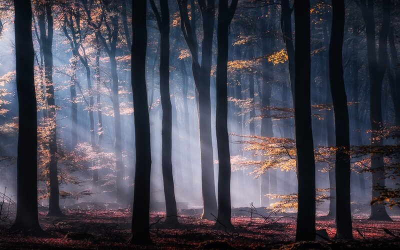 Sunlight Through Forest — Brown, Serene, Autumn, Photograph, Trees, Fog, Leaves