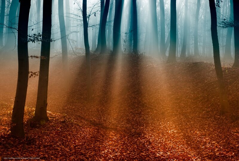 Sunlight Through Forest — Brown, Serene, Autumn, Photograph, Trees, Leaves, Fog