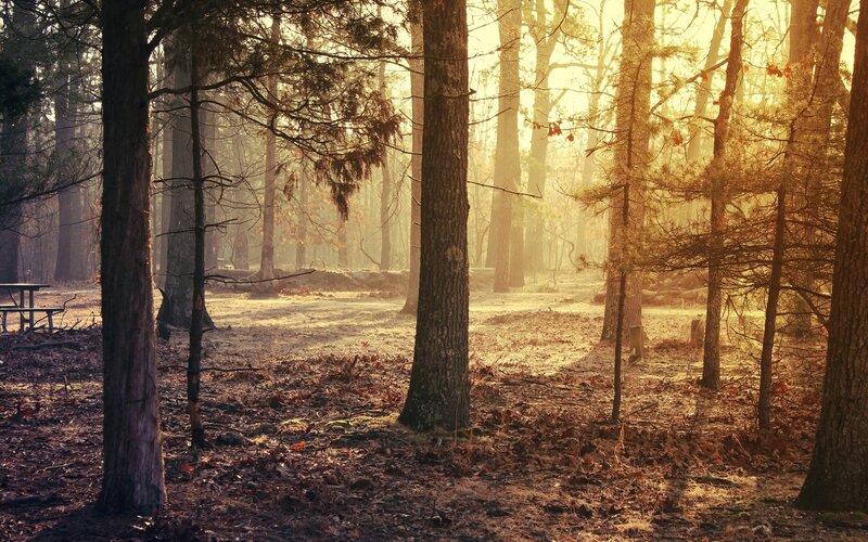 Sunlight Through Forest — Brown, Serene, Autumn, Photograph, Trees, Leaves, Picnic Table