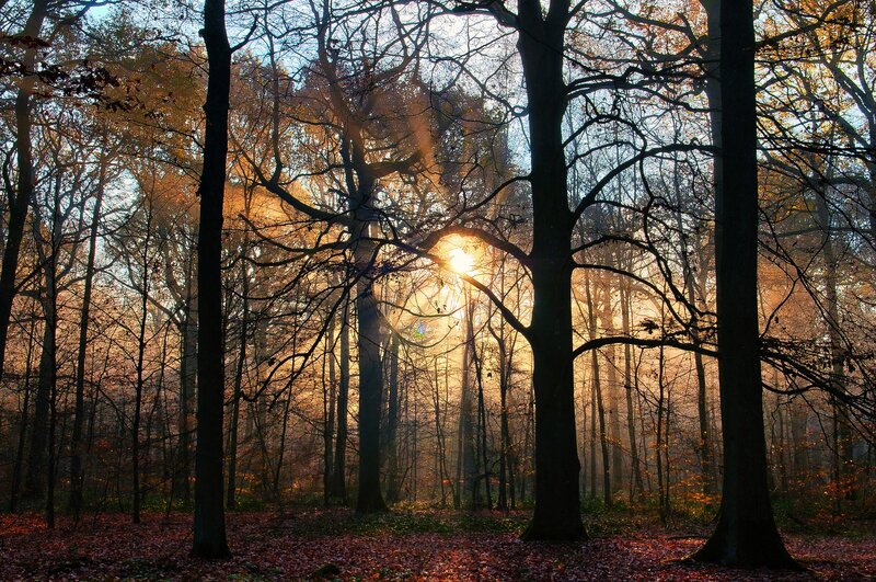 Sunlight Through Forest — Brown, Serene, Autumn, Photograph, Trees, Leaves, Sun, Gold, Black