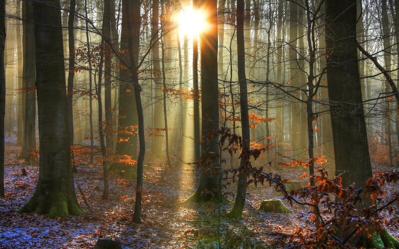 Sunlight Through Forest — Brown, Serene, Autumn, Photograph, Trees, Leaves, Sun, Gold