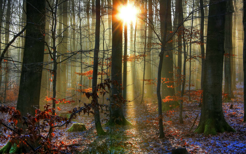 Sunlight Through Forest — Brown, Serene, Autumn, Photograph, Trees, Leaves