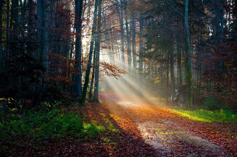 Sunlight Through Forest — Brown, Serene, Autumn, Photograph, Trees, Path, Leaves