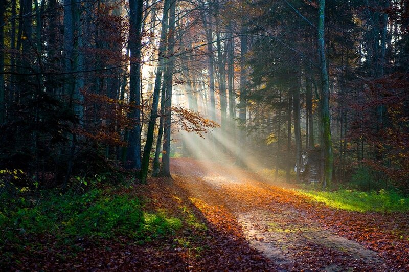 Sunlight Through Forest — Brown, Serene, Autumn, Photograph, Trees, Path