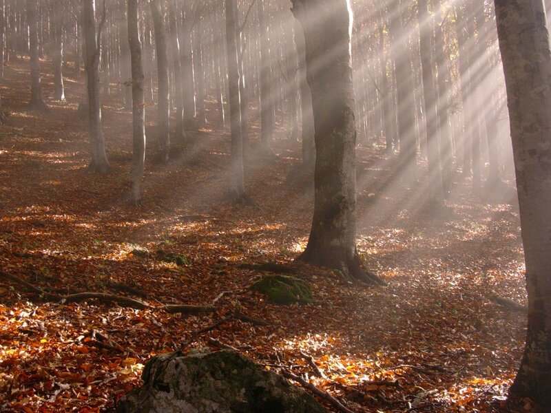 Sunlight Through Forest — Brown, Serene, Autumn, Photograph, Trees