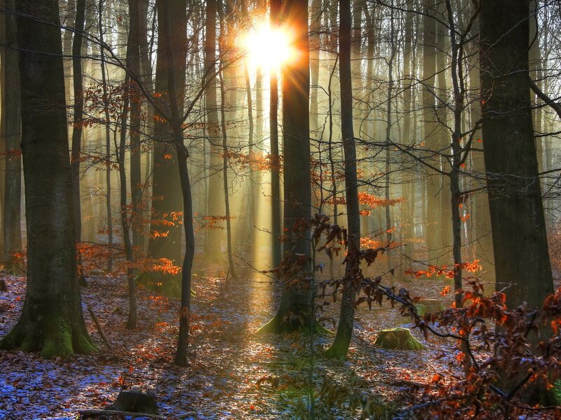 Sunlight Through Forest — Brown, Serene, Autumn