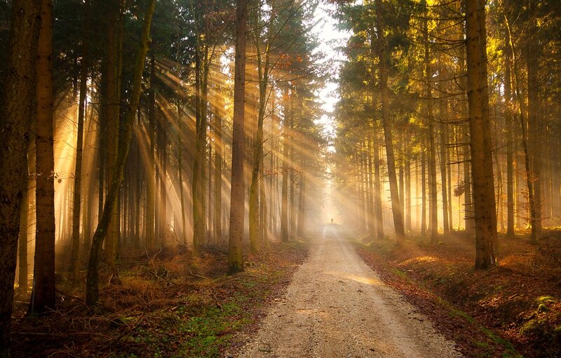 Sunlight Through Forest — Brown, Serene, Morning, Photograph, Path