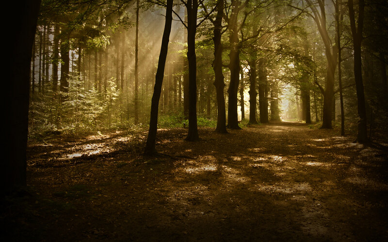 Sunlight Through Forest — Brown, Serene, Morning, Photograph