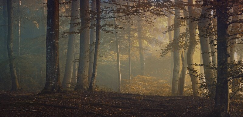 Sunlight Through Forest — Brown, Serene, Morning, Photograph, Trees, Fog, Leaves