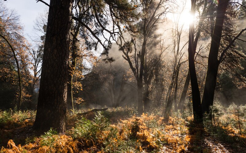 Sunlight Through Forest — Brown, Serene, Morning, Photograph, Trees, Fog