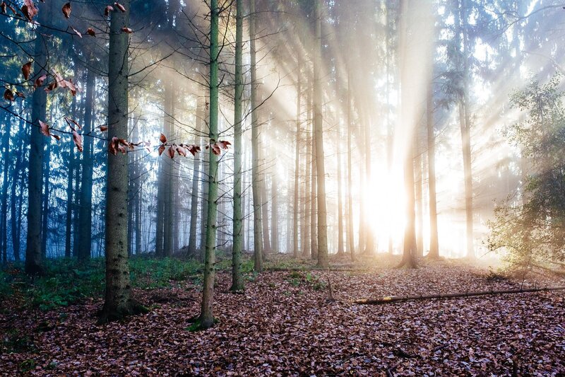 Sunlight Through Forest — Brown, Serene, Morning, Photograph, Trees, Leaves, Sunbeams