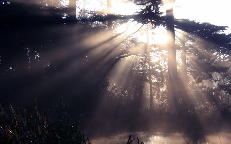 Sunlight Through Forest — Brown, Serene, Morning, Photograph, Trees, Mist, River