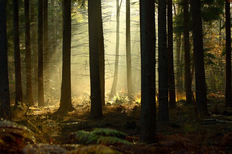 Sunlight Through Forest — Brown, Serene, Morning, Photograph, Trees, Mist