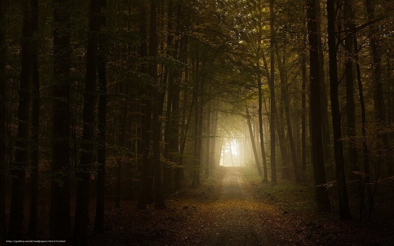 Sunlight Through Forest — Brown, Serene, Morning, Photograph, Trees, Path, Leaves