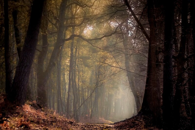 Sunlight Through Forest — Brown, Serene, Morning, Photograph, Trees, Path, Mist