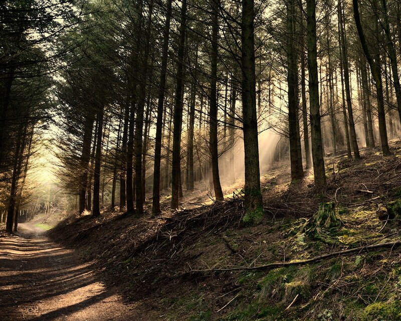 Sunlight Through Forest — Brown, Serene, Morning, Photograph, Trees, Path, Moss, Green
