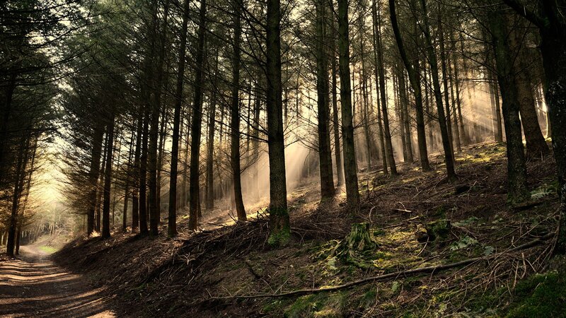 Sunlight Through Forest — Brown, Serene, Morning, Photograph, Trees, Path, Moss