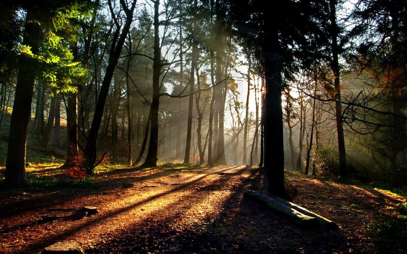 Sunlight Through Forest — Brown, Serene, Morning, Photograph, Trees, Path, Sunbeams, Green