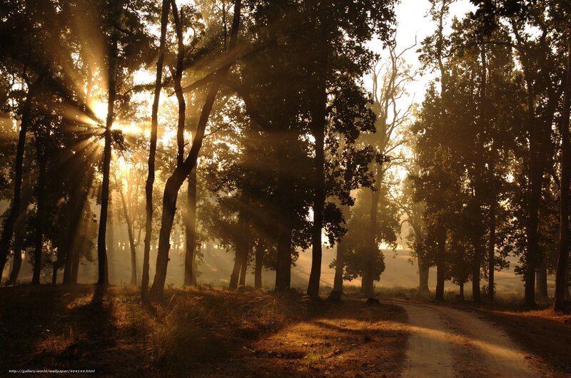 Sunlight Through Forest — Brown, Serene, Morning, Photograph, Trees, Path, Sunbeams