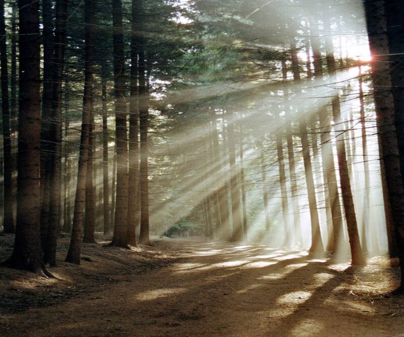 Sunlight Through Forest — Brown, Serene, Morning, Photograph, Trees, Path