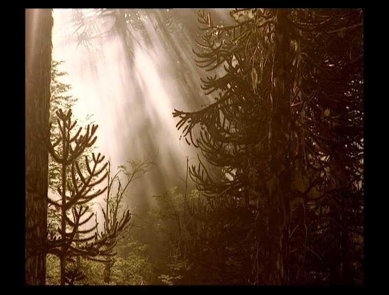 Sunlight Through Forest — Brown, Serene, Morning, Photograph, Trees, Sunbeams, Fog
