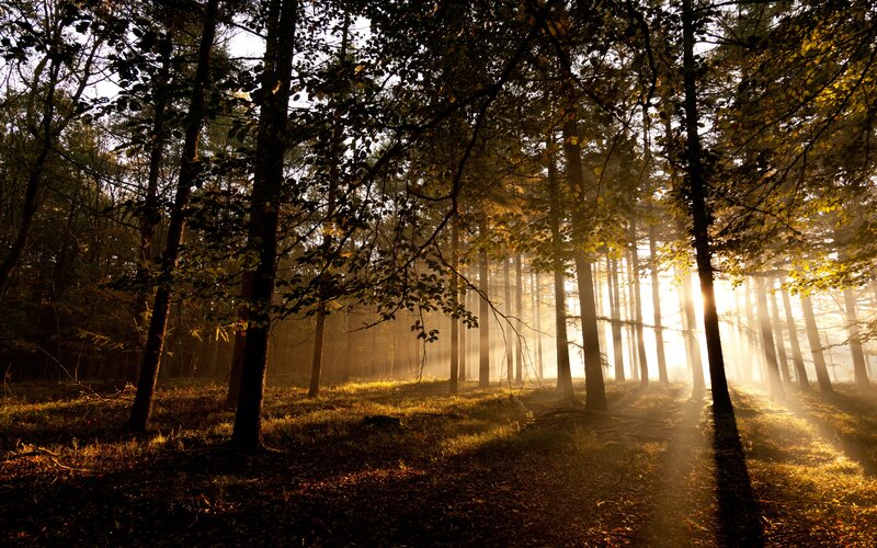 Sunlight Through Forest — Brown, Serene, Morning, Photograph, Trees, Sunbeams