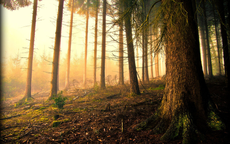 Sunlight Through Forest — Brown, Serene, Morning, Photograph, Trees