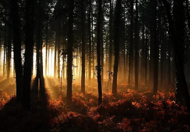Sunlight Through Forest — Brown, Serene, Morning