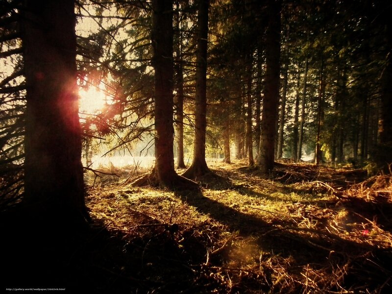 Sunlight Through Forest — Brown, Serene, Sunrise