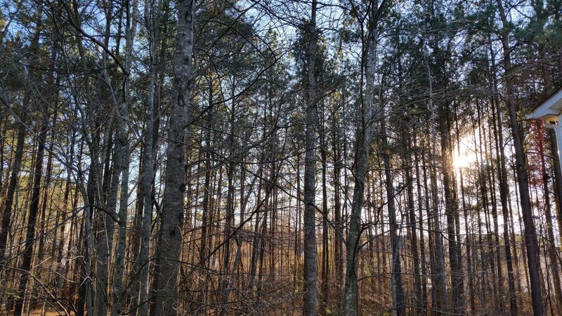Sunlight Through Forest — Brown, Serene, Sunset, Photograph
